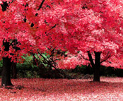 Romantic Red Tree